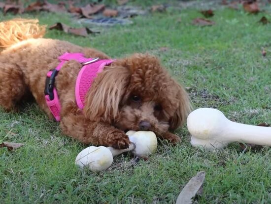 Arbortech Wooden Dog Toy
